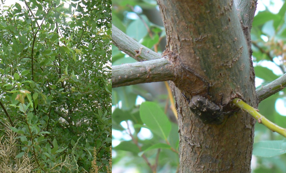 中州のヤナギ左前_シラホシハナムグリ_2021年5月30日 6時10分頃 気温20度